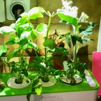 Jardinière d’intérieur Click & Grow  » Smart Herb Garden « 